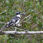"Pied Kingfisher" St. Lucia, South Africa